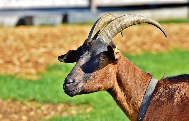 Expresiones alemanas del mundo animal. Primera parte 2 https://profesornativodealeman.com/wp-content/uploads/2021/03/expresiones-alemanas.jpg tipicas expresiones alemanas Clases de alemán online
