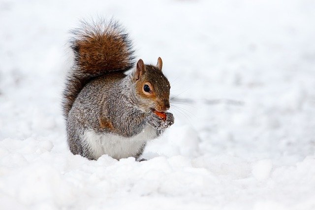 Las 5 palabras mas bonitas del idioma aleman 2 https://profesornativodealeman.com/wp-content/uploads/2021/04/chipmunk-2323827_640-1.jpg snow 17854 640 Clases de alemán online
