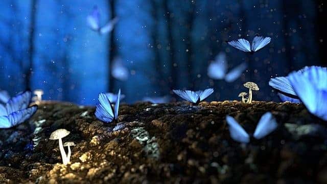 butterfly 2049567 640 1 Clases de alemán online