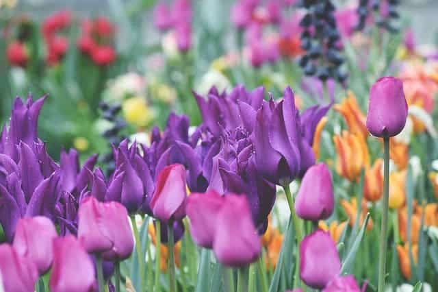 tulips 4792587 640 1 Clases de alemán online