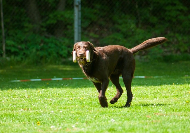 dog 4059850 640 Clases de alemán online