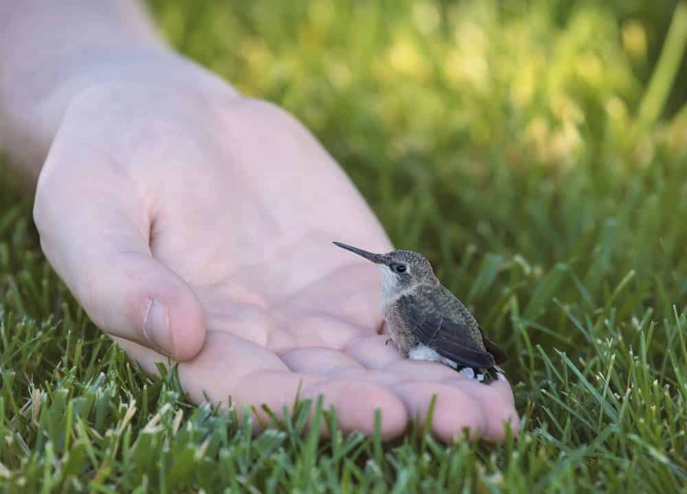 Proverbio aleman: Besser ein Spatz in der Hand, als eine Taube auf dem Dach" 4 https://profesornativodealeman.com/wp-content/uploads/2023/04/tiny-hummingbird-sitting-human-hand-surrounded-by-grass-sunlight-1-1.jpg tiny hummingbird sitting human hand surrounded by grass sunlight 1 1 Clases de alemán online